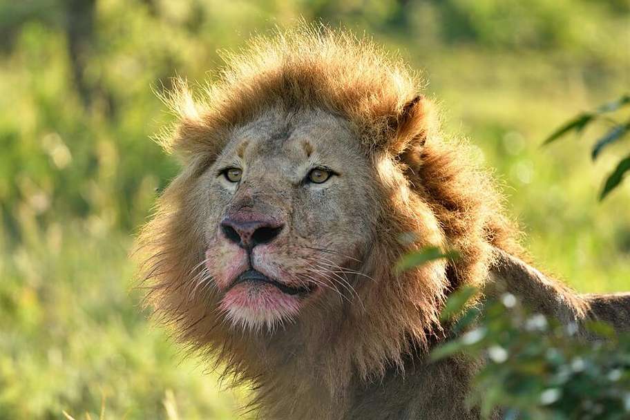 Kenya Midrange Safari 122