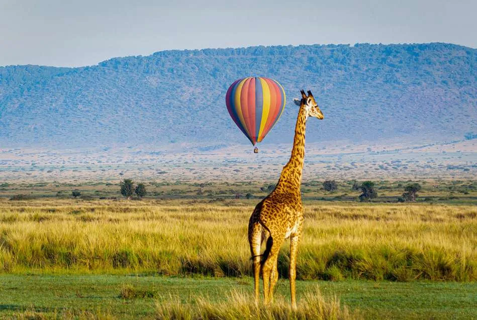 Kenya Midrange Safari 128