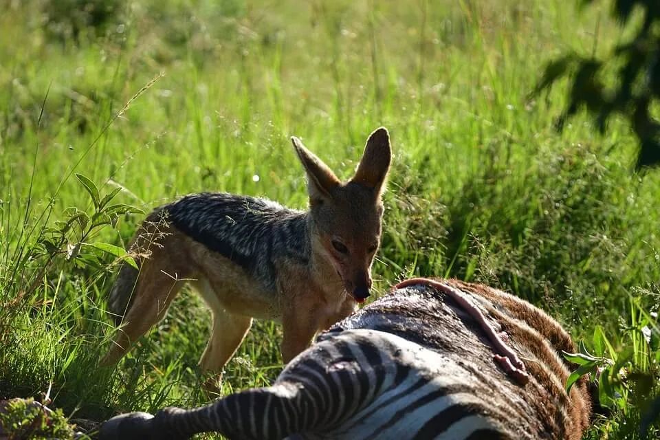 black-backed-jackal-7235671_960_720